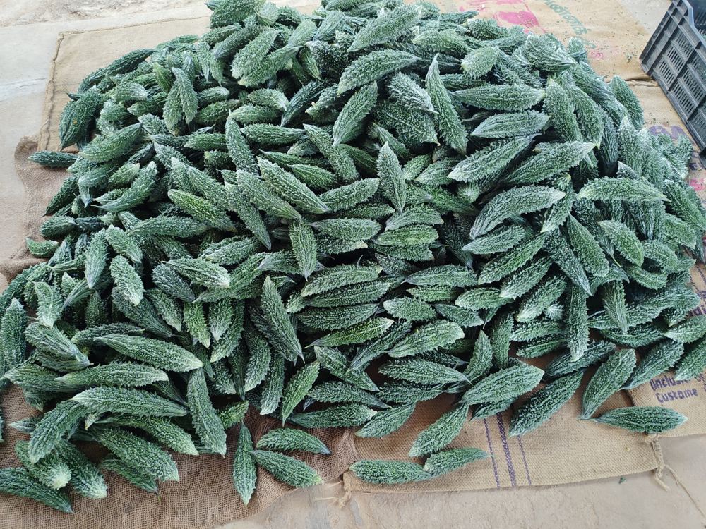 A heap of freshly picked bitter gourd