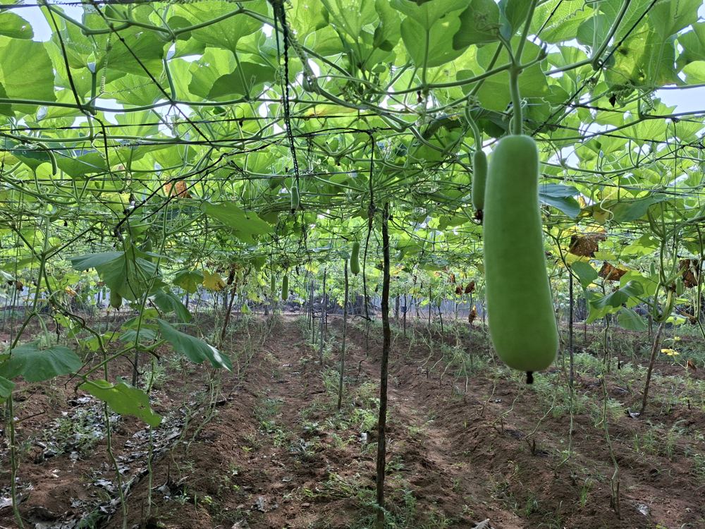 A bottle gourd hanging from a trellis
