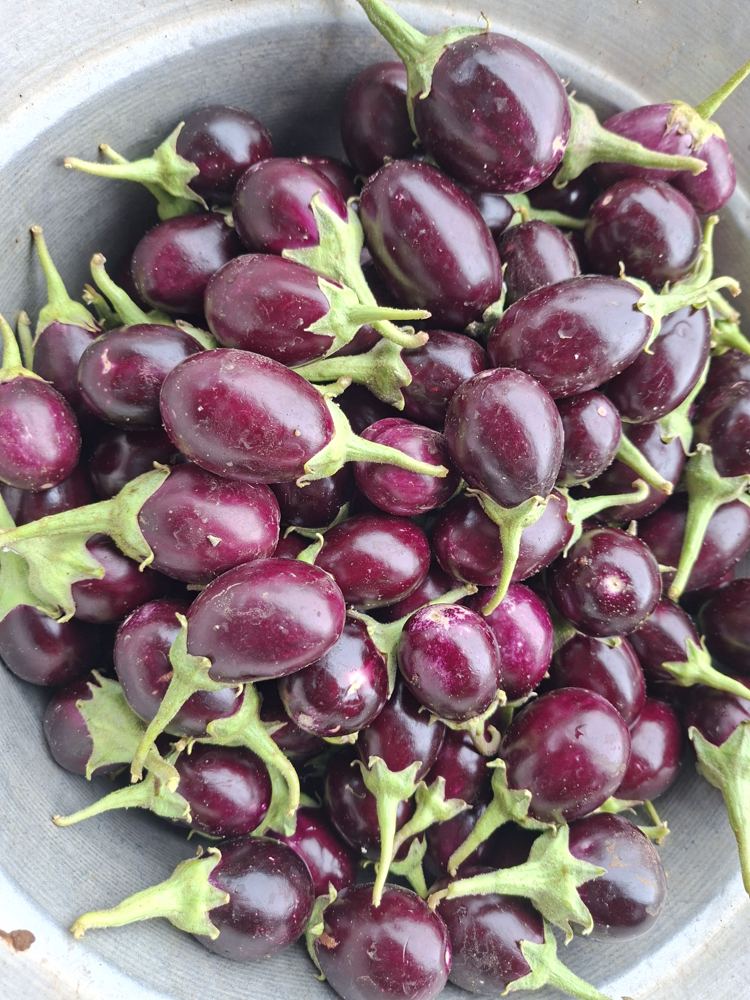 A bowl of small dark brinjal