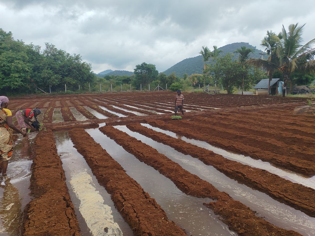 Beds being prepared for planting