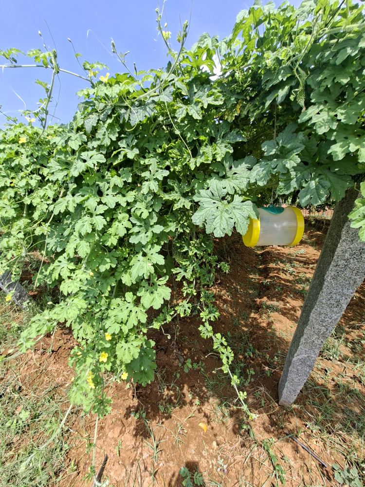 A bitter gourd vine