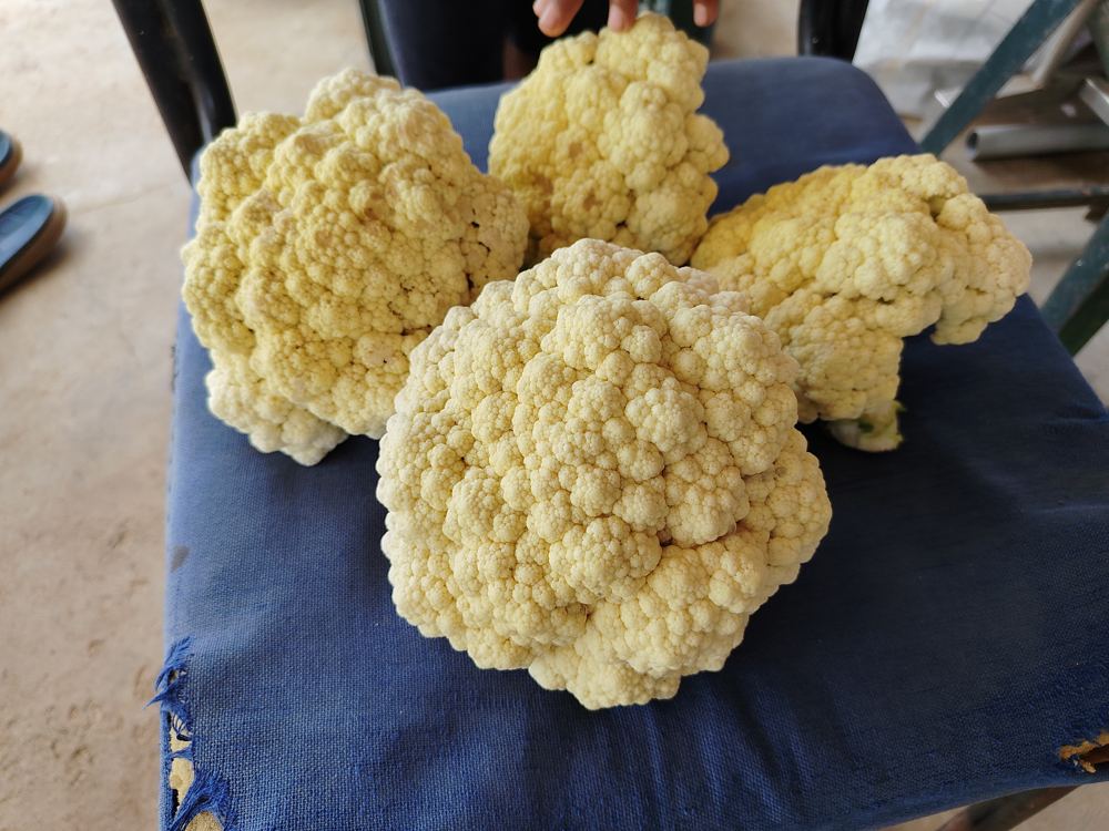 Cauliflower heads