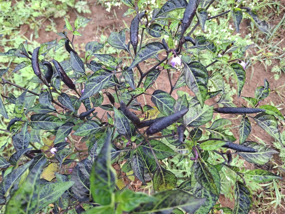 Chilli plants in the field