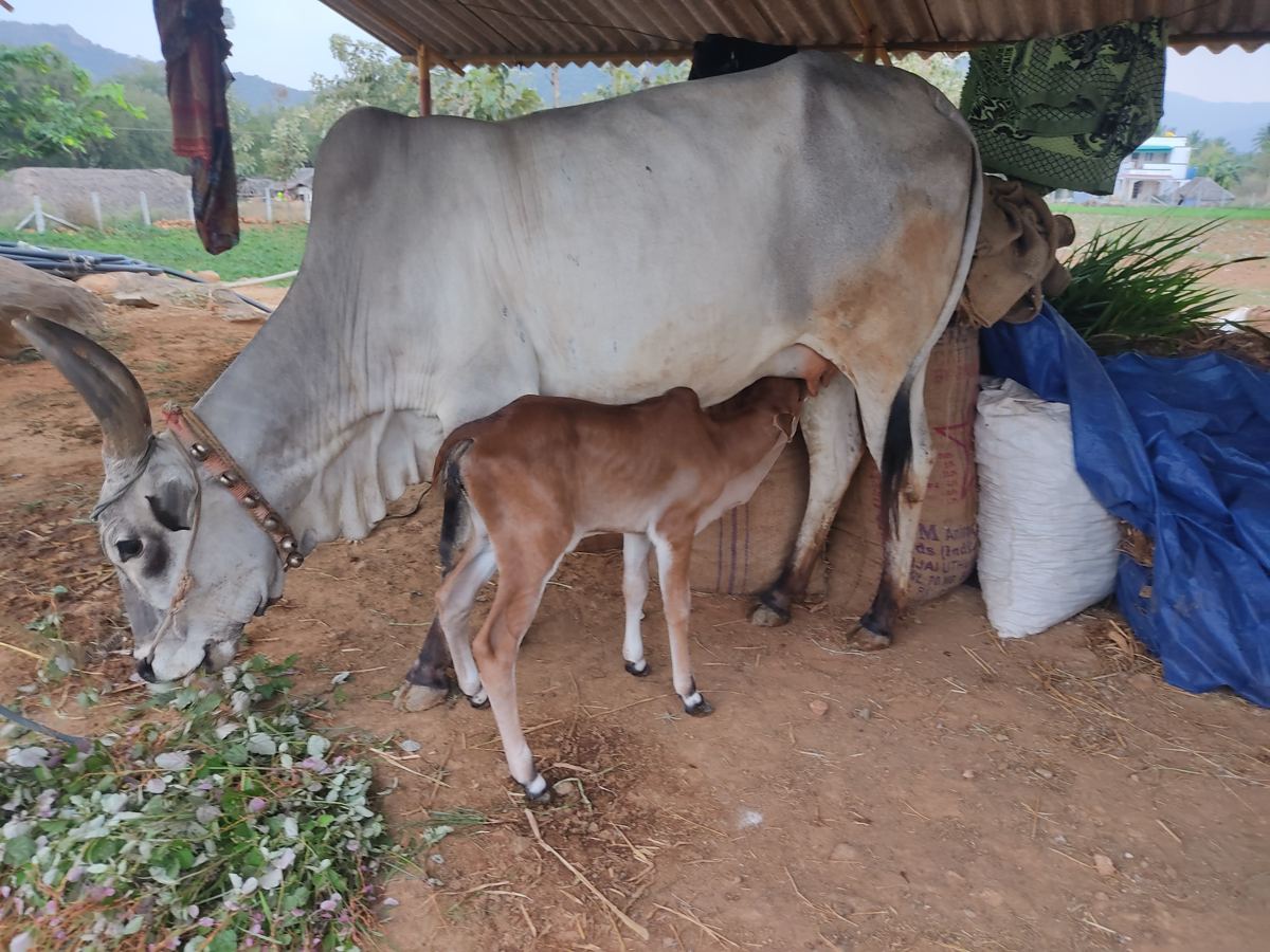 A cow and her calf