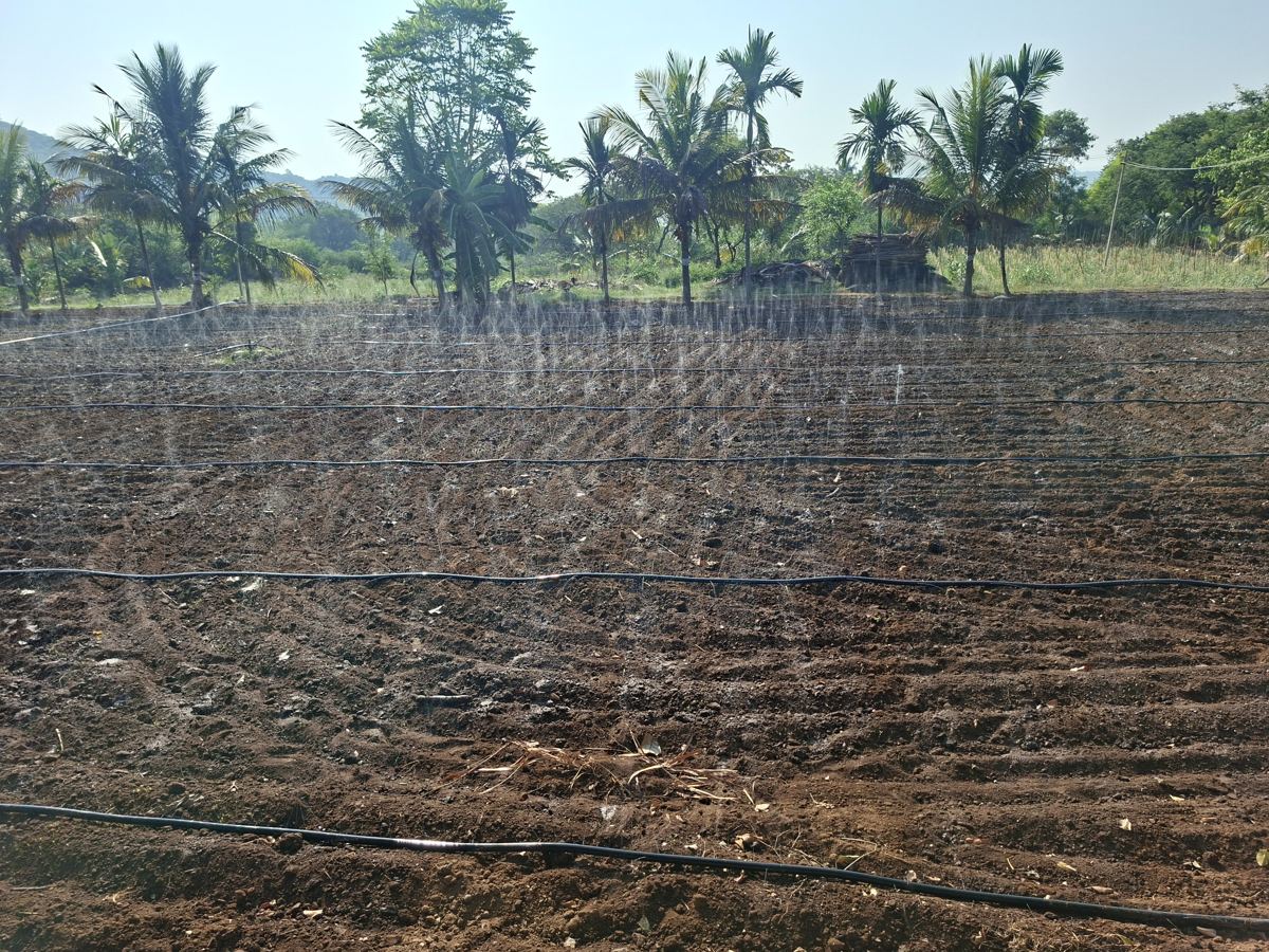 Drip lines running along freshly made beds