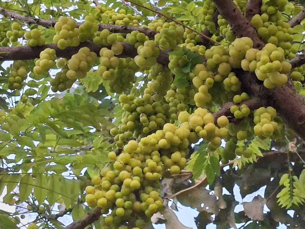 Fruit on the tree