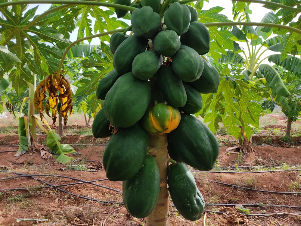 Papaya ripening on the tree