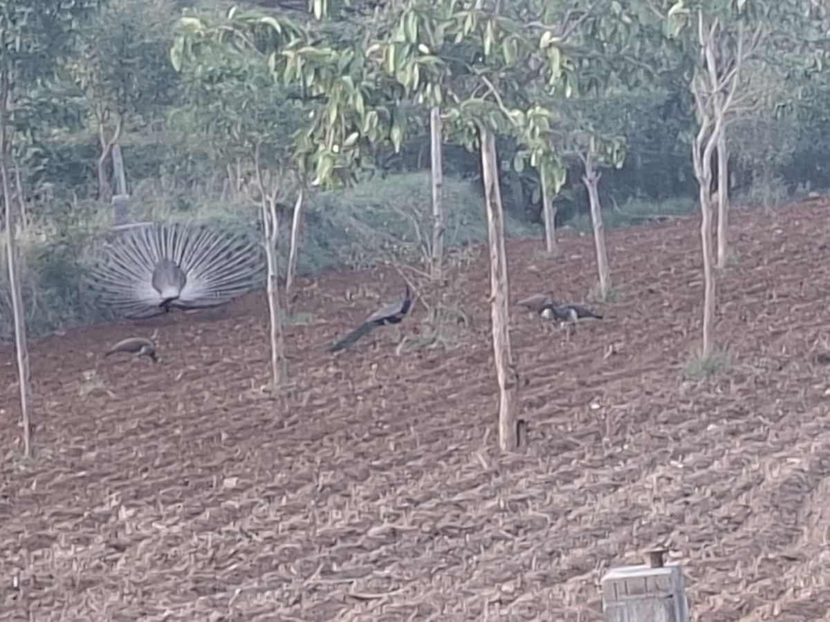 Peacocks in the fields