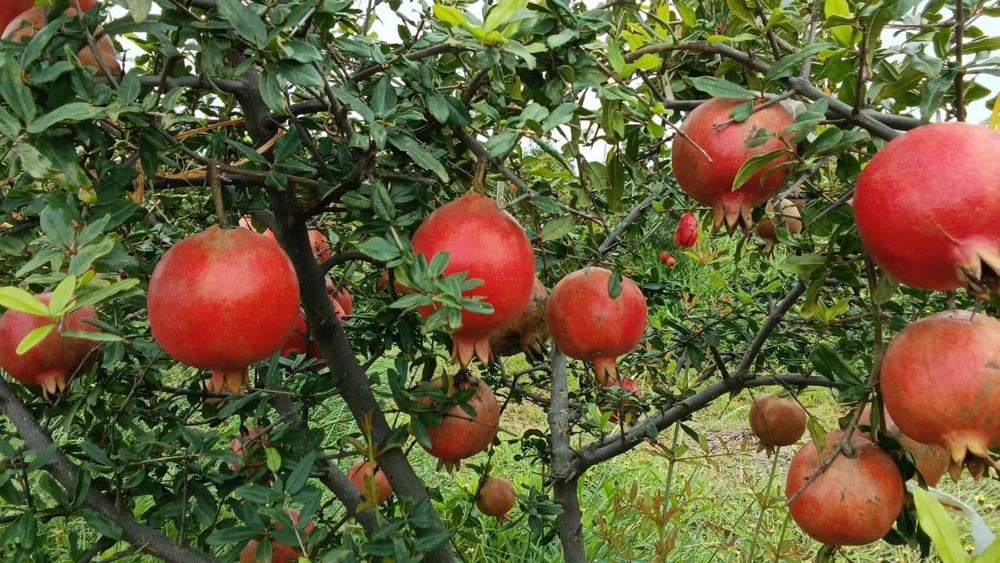 Pomegranates on the tree