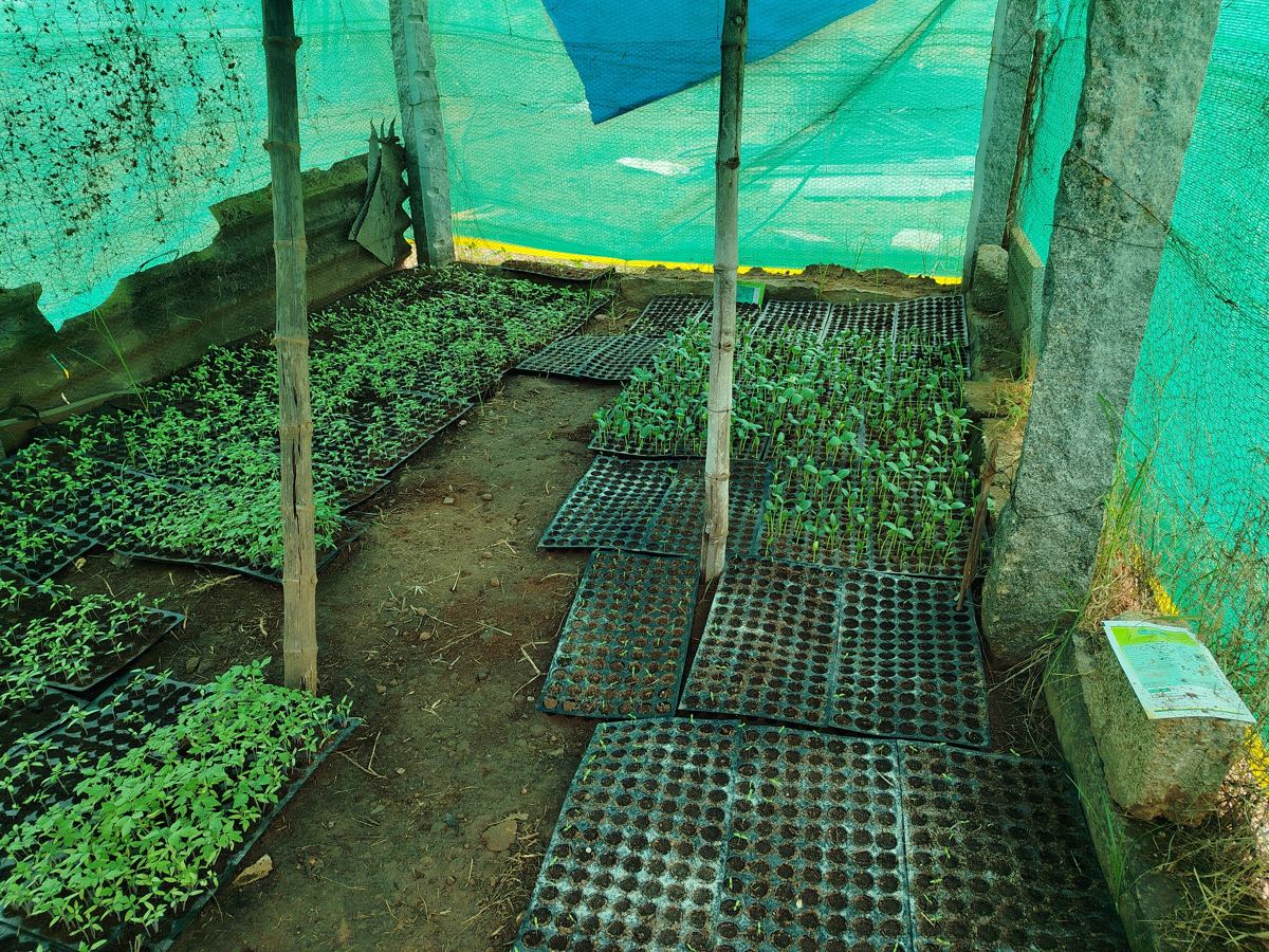 Seedlings growing in trays under shade net