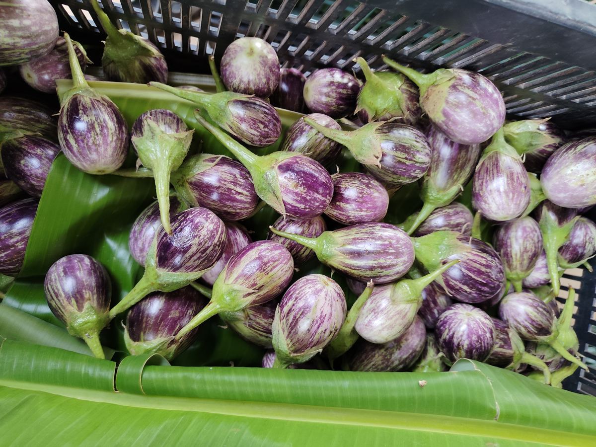 Striped brinjal, freshly picked