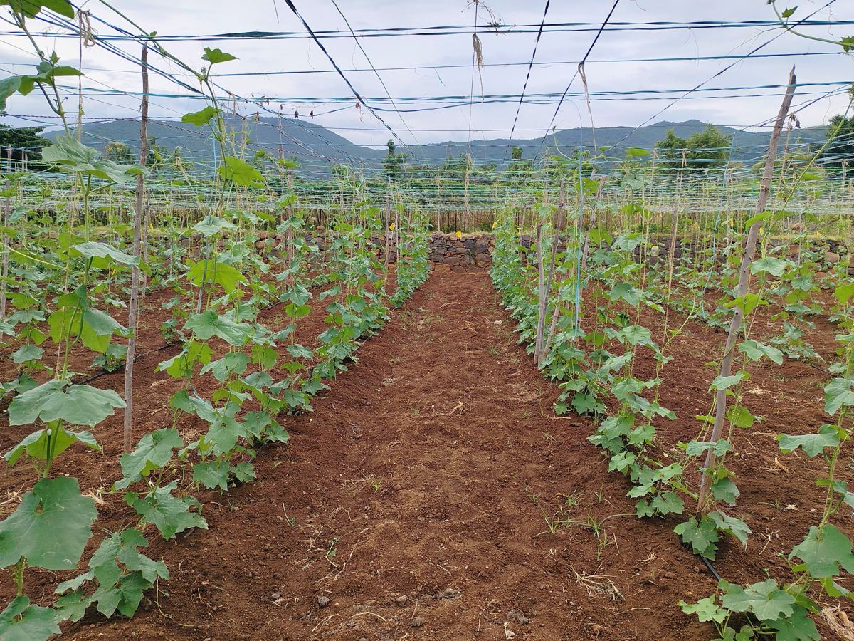 Vines climbing the trellis, with the hills behind