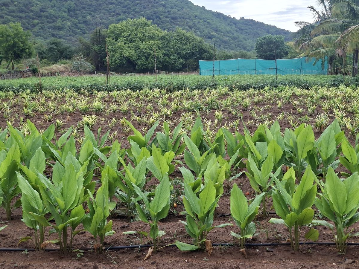 Turmeric and ginger beds at Eniyan Farms with the hills behind