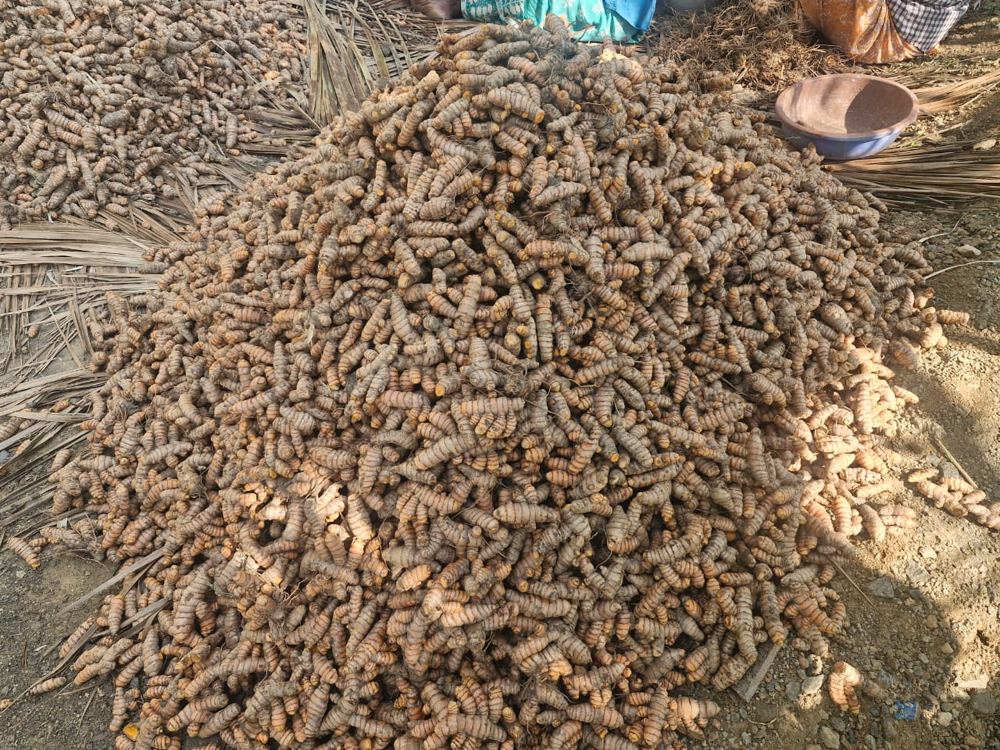 A heap of freshly harvested turmeric