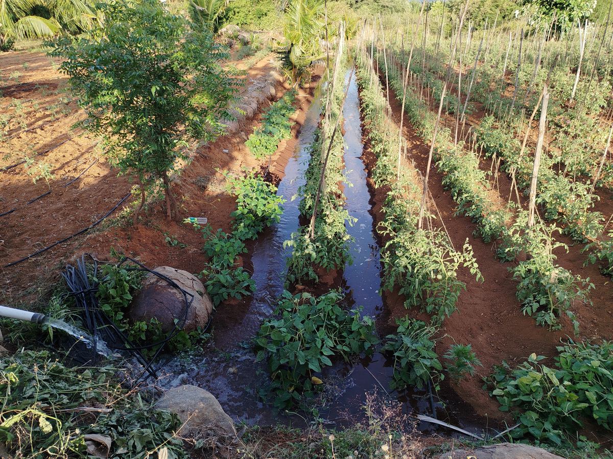 Water running along the furrows between the beds