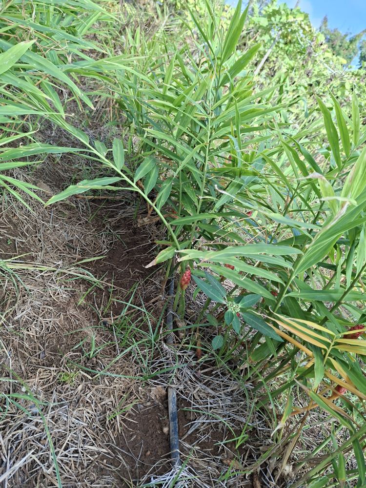 Ginger plants growing on a drip-watered bed