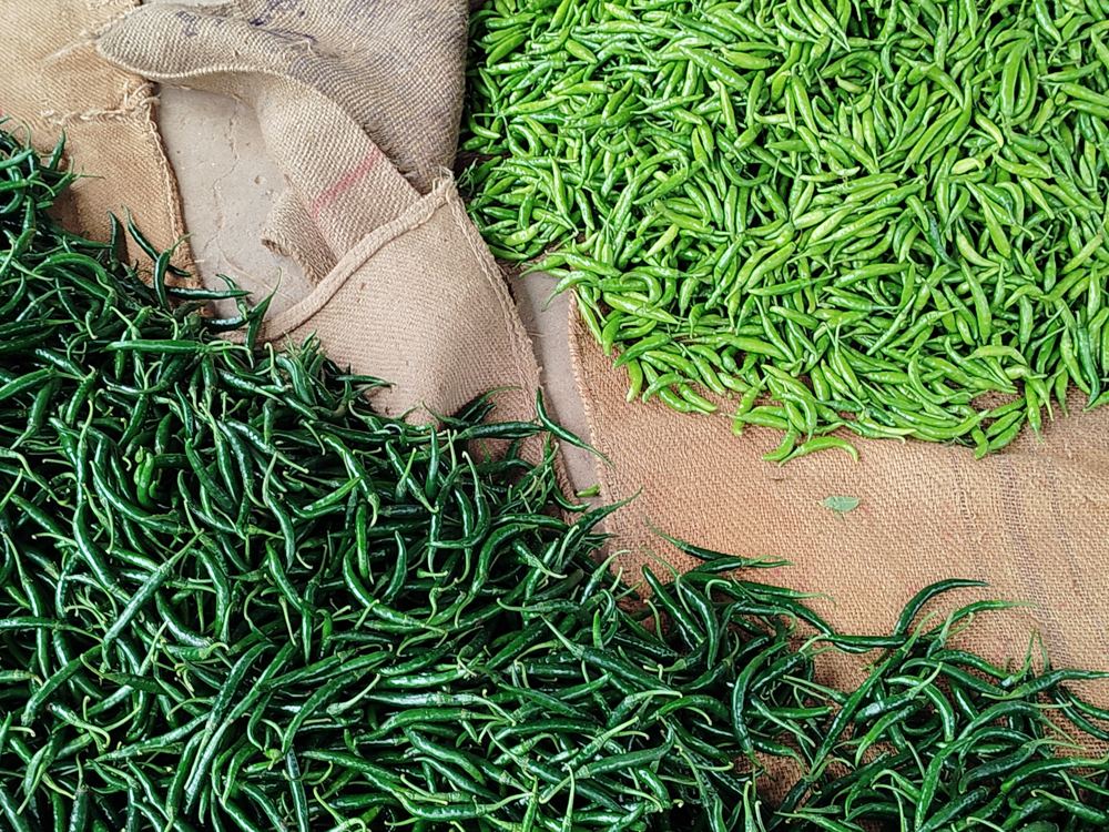 Freshly picked green chillies