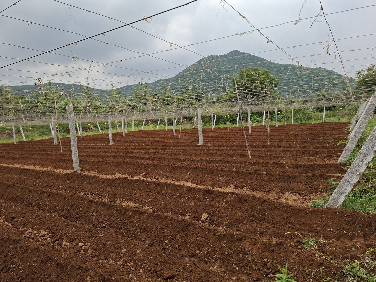 Ploughed beds and a trellis on the farm, with a mountain behind