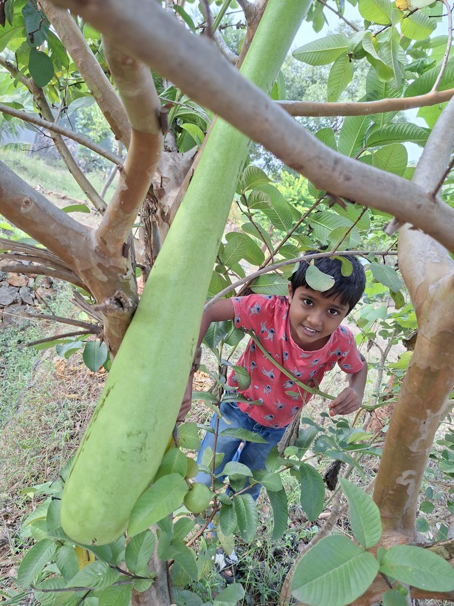 Playing among the gourds