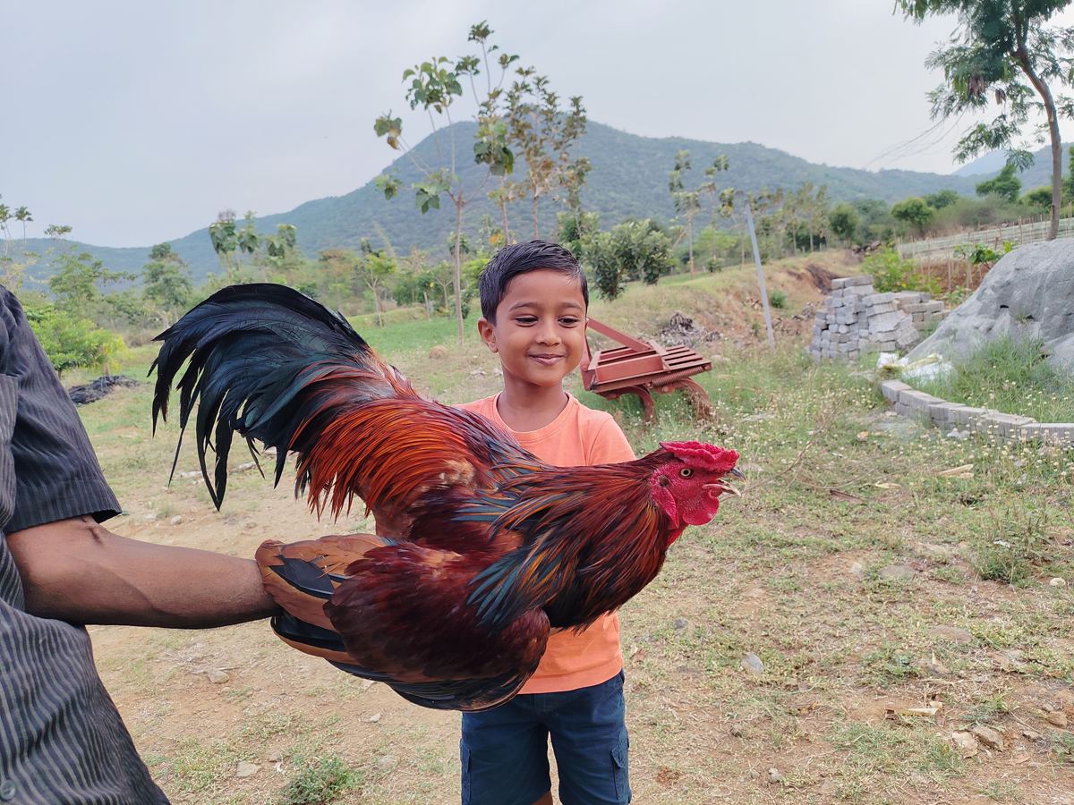 A boy with a rooster at the farm
