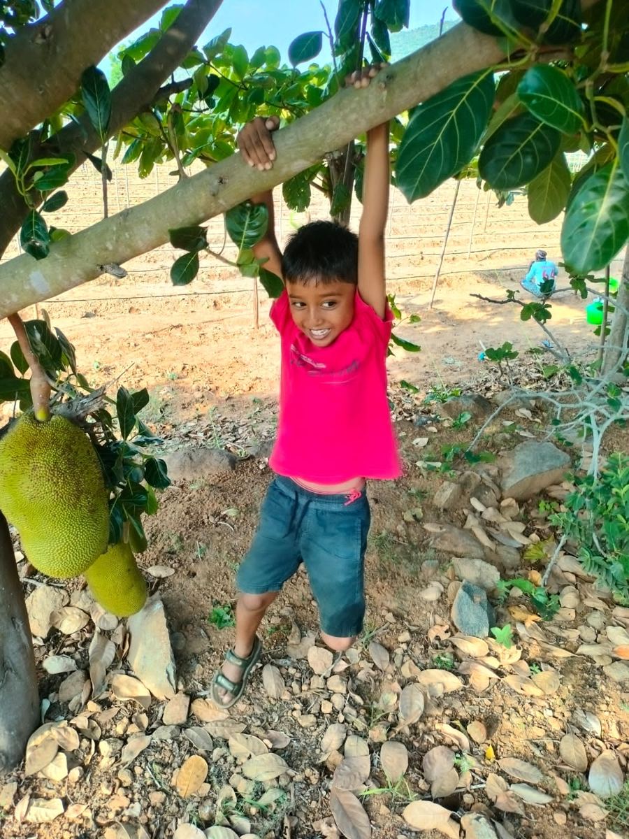 Climbing trees at the farm