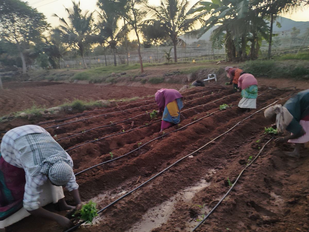 Planting seedlings along the drip lines
