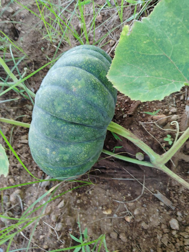 A green pumpkin growing on the vine