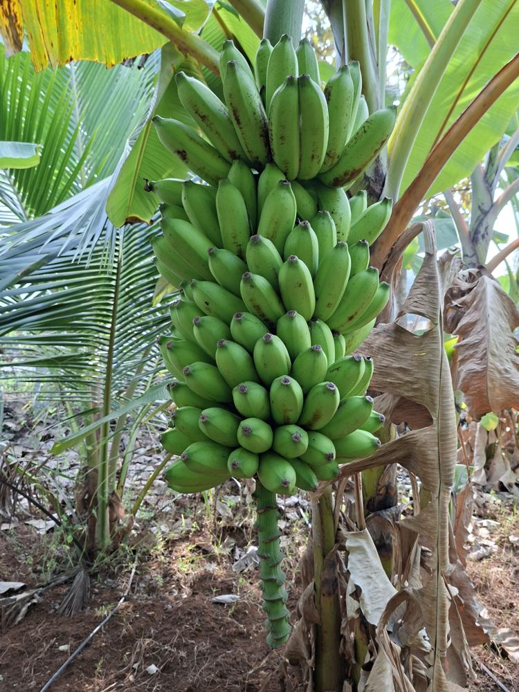 A bunch of raw bananas on the plant