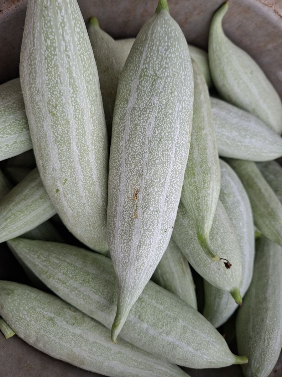 Snake gourd freshly picked at Eniyan Farms