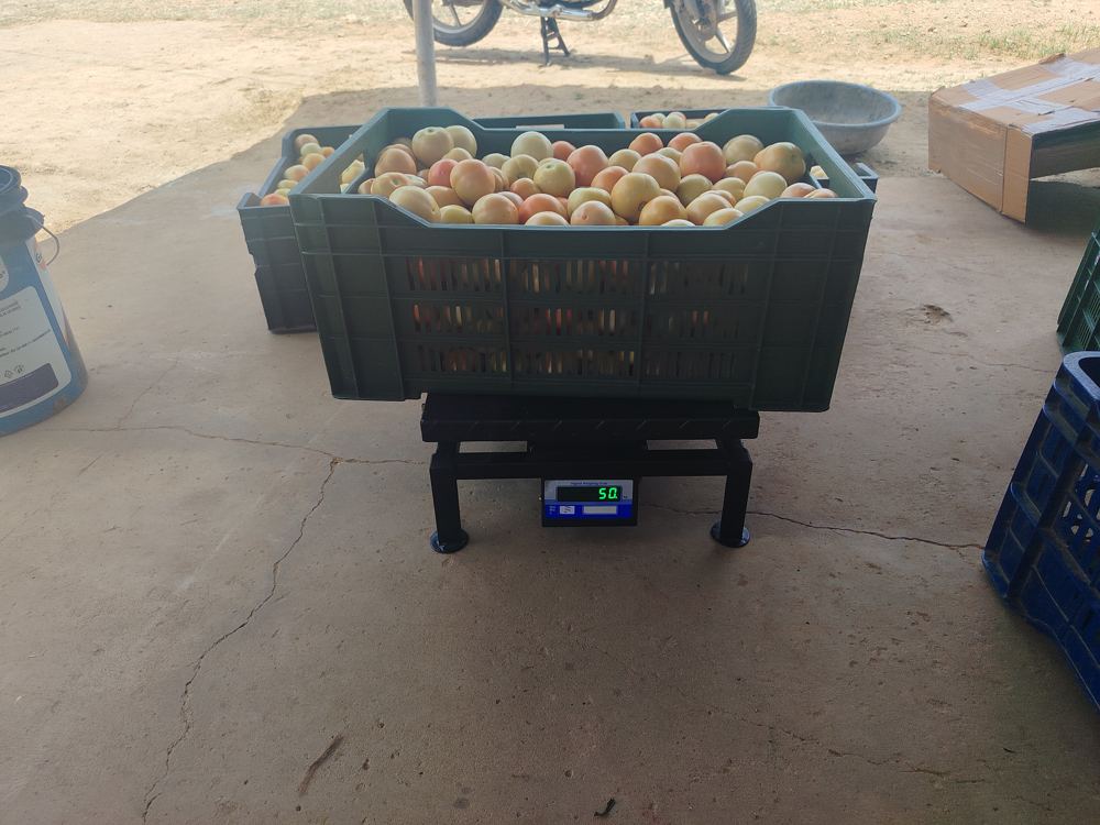 A crate of tomatoes on the weighing scale at the farm